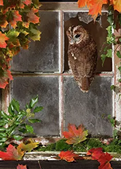Window: Tawny owl looking out of barn window