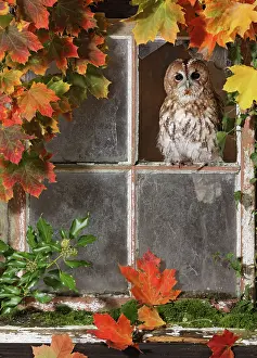 Window: Tawny owl looking out of barn window