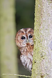 Tawny: Tawny Owl - looking around fir tree