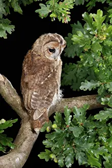 Tawny: Tawny owl - looking down from oak branch