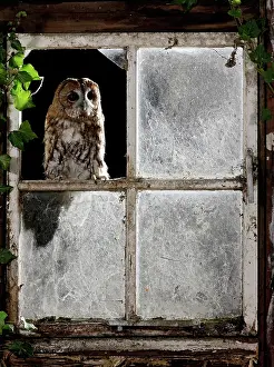 Window: Tawny owl - looking through shed window