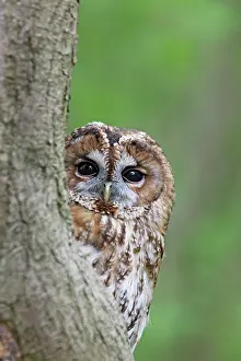 Tawny: Tawny Owl - looking around tree