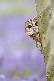 Tawny: Tawny Owl - looking around tree in bluebell wood