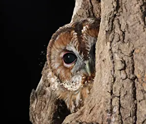Outs: Tawny owl - looks out from hole in tree