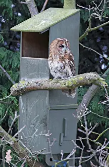 Boxes: Tawny Owl - near nest box