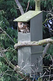 Boxes: Tawny Owl - in nest box