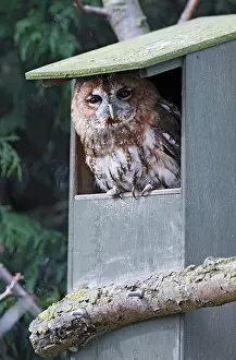 Boxes: Tawny Owl - in nest box