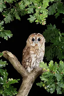 Tawny: Tawny owl - on oak branch