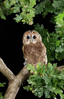 Brian Bevan: Tawny owl - on oak branch