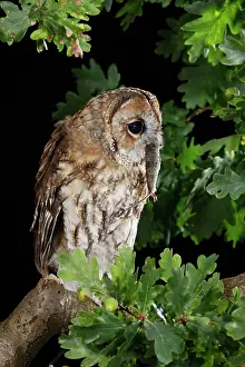 Tawny: Tawny owl - on oak branch with prey
