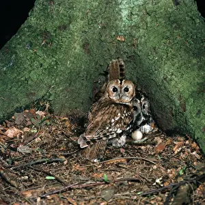 R T Smith: Tawny Owl - pair at nest on ground with egg - male