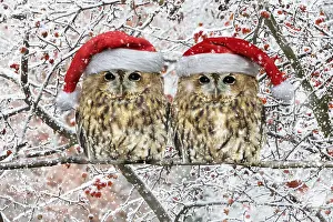 151119: Tawny Owl, pair perched on branch with Christmas