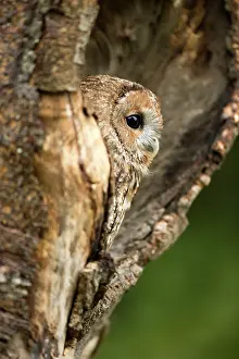 Sheltering: Tawny Owl peering out of hollow in tree Suffolk, UK
