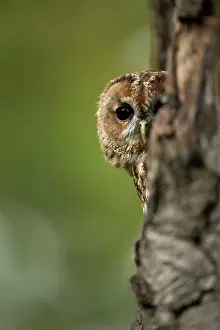 Sheltering: Tawny Owl peering out of hollow in tree Suffolk, UK
