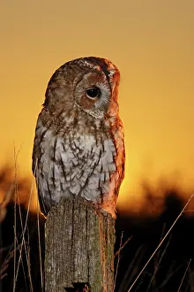 Post: Tawny Owl - on post at sunset
