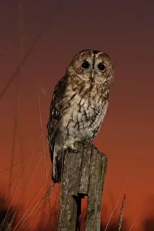 Post: Tawny Owl - on post at sunset