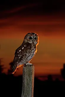 Post: Tawny Owl - on post at sunset