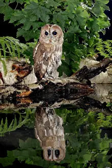 Tawny: Tawny owl - with reflection