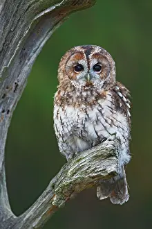 Brian Bevan: Tawny Owl - resting on dead tree