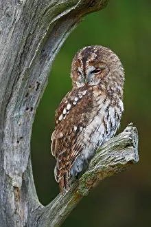 Brian Bevan: Tawny Owl - resting on dead tree