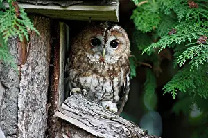 Roosting: Tawny Owl - roosting by shed