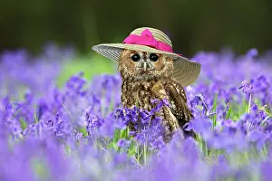 Bonnets: Tawny Owl - sitting amongst Bluebells - controlled