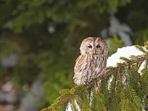 040319: Tawny Owl-sitting on a branch of a tree, Czech Republic