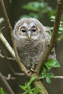 Unable: Tawny Owl (Strix aluco) 4-week-old young bird not