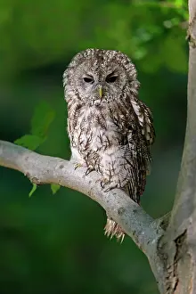 Tawny: Tawny Owl (Strix aluco), adult, autumn, on tree