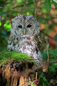 Tawny: Tawny Owl (Strix aluco), adult, autumn, on tree