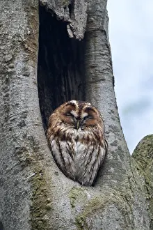 Sleep: Tawny Owl (Strix aluco) adult in its nest sleep