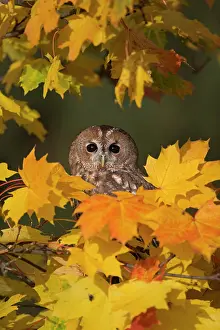 Aluco: Tawny Owl (Strix aluco) adult, perched amongst autumn