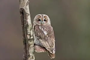 Higher: Tawny Owl (Strix aluco) adult, perched on Birch