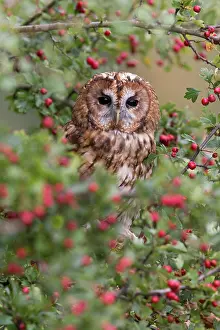 Aluco: Tawny Owl (Strix aluco) adult, perched in Common