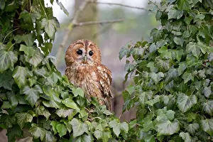 Suffolk: Tawny Owl (Strix aluco) adult, perched amongst Common