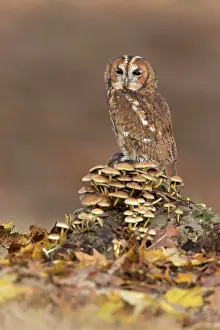 Tufts: Tawny Owl (Strix aluco) adult, perched on log with