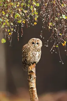Suffolk: Tawny Owl (Strix aluco) adult, perched on Silver