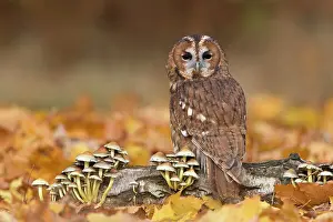 Higher: Tawny owl (Strix aluco), adult, perched on a tree