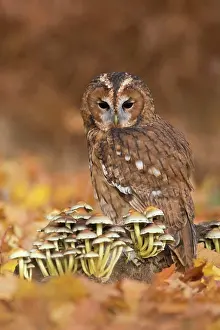 Higher: Tawny owl (Strix aluco), adult, perched on a tree