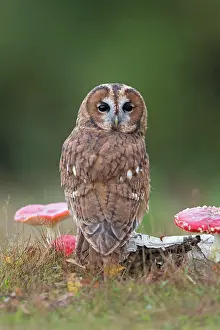 Amanita: Tawny owl (Strix aluco), adult, sitting on a tree