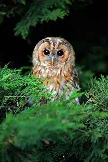Tawny: Tawny owl (Strix aluco), adult, in summer, in tree, a