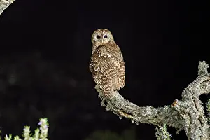 Flash: Tawny owl (Strix aluco), with flash, Caceres province