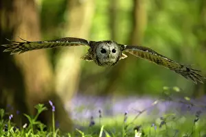 Tawny: Tawny owl (Strix aluco) in flight in a bluebell (Hyacinthoid