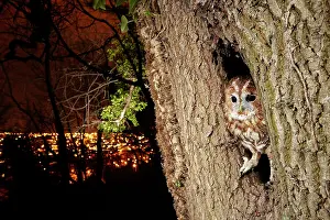 Hollow: Tawny Owl (Strix aluco) in the hollow of a tree