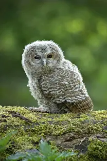 Aluco: Tawny owl (Strix aluco), Nestling on mossy dead