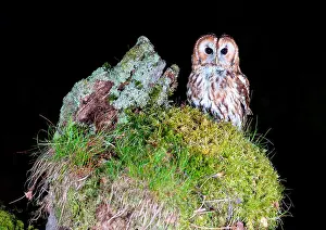 Nights: tawny owl (Strix aluco) perched on moss, England