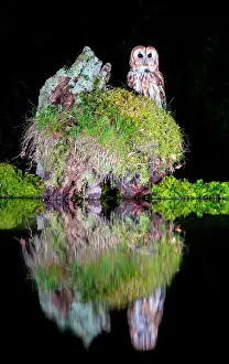 Nights: Tawny owl (Strix aluco) perched on moss, Scotland
