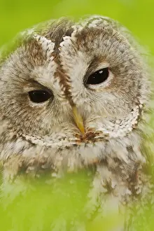 Tawny: Tawny owl (Strix aluco), portrait, North Rhine-Westphalia