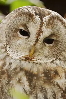 Tawny: Tawny owl (Strix aluco), portrait, North Rhine-Westphalia