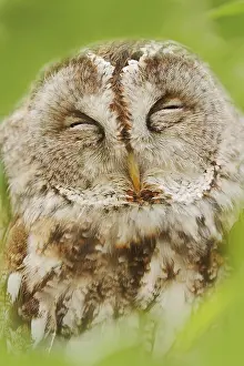 Tawny: Tawny owl (Strix aluco), portrait, North Rhine-Westphalia